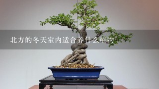 北方的冬天室内适合养什么植物