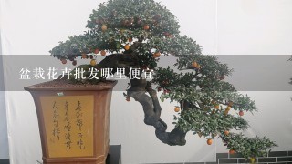 盆栽花卉批发哪里便宜