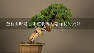 金枝玉叶是喜阳植物吗？怎样长的更好