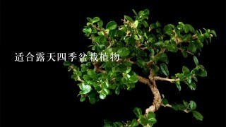 适合露天4季盆栽植物