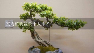 室内植物盆景十大排名