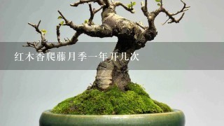 红木香爬藤月季1年开几次