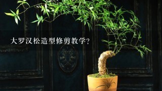 大罗汉松造型修剪教学？