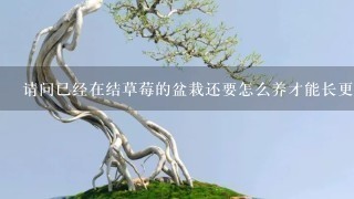 请问已经在结草莓的盆栽还要怎么养才能长更大，更好呢？