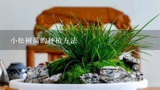 小松树苗的种植方法