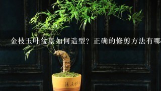 金枝玉叶盆景如何造型？正确的修剪方法有哪些？