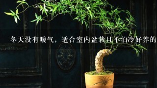 冬天没有暖气，适合室内盆栽且不怕冷好养的花卉有哪些？