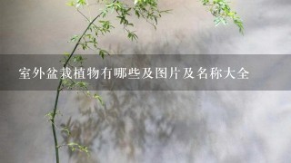 室外盆栽植物有哪些及图片及名称大全