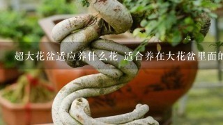 超大花盆适应养什么花 适合养在大花盆里面的花卉