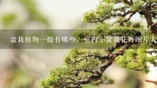 盆栽植物1般有哪些，室内小盆栽花卉图片大全及种植