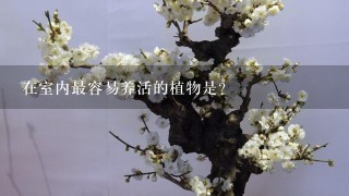 在室内最容易养活的植物是?