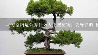 北方室内适合养什么大中型植物？要好养的 便宜的