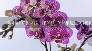 杨树苗107多少钱1棵2017-2018年速生107杨树苗多少钱1棵，米径2-3-4-5-6公分