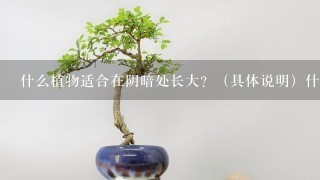 什么植物适合在阴暗处长大？（具体说明）什么植物不适合在热带雨林处生长？