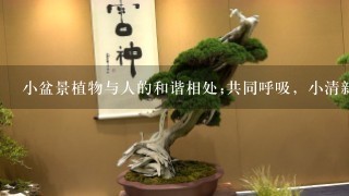 小盆景植物与人的和谐相处;共同呼吸，小清新在家