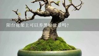 阳台花架上可以养黑松盆景吗？