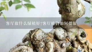 客厅放什么绿植好?客厅植物如何摆放