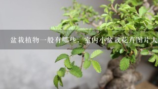 盆栽植物1般有哪些，室内小盆栽花卉图片大全及种植