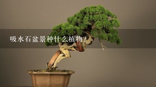 吸水石盆景种什么植物?