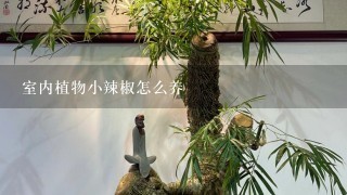 室内植物小辣椒怎么养