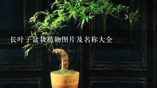 长叶子盆栽植物图片及名称大全