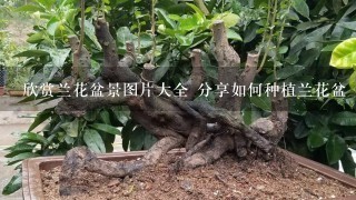 欣赏兰花盆景图片大全 分享如何种植兰花盆