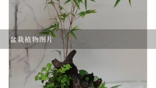 盆栽植物图片