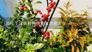 长叶子盆栽植物图片及名称大全