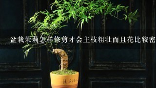 盆栽茉莉怎样修剪才会主枝粗壮而且花比较密,谢谢