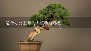 适合办公室养的大植物有哪些