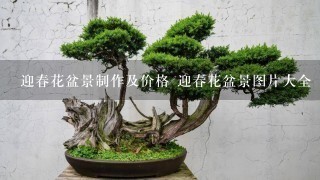 迎春花盆景制作及价格 迎春花盆景图片大全