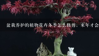 盆栽养护的植物花卉冬季怎么修剪，来年才会不停