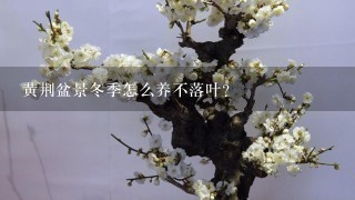 黄荆盆景冬季怎么养不落叶？