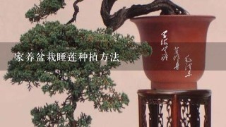 家养盆栽睡莲种植方法