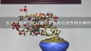 在干旱的北方比较适合种植的经济作物有哪些？