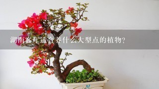 湖南客厅适合养什么大型点的植物？