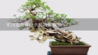 室内适合养什么植物盆栽