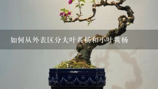 如何从外表区分大叶黄杨和小叶黄杨