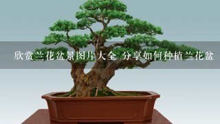 欣赏兰花盆景图片大全 分享如何种植兰花盆