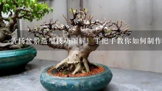 黄杨盆景造型技巧图解！手把手教你如何制作漂亮的黄