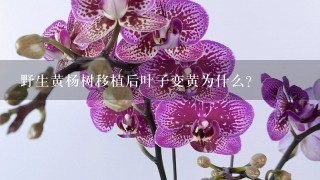 野生黄杨树移植后叶子变黄为什么？