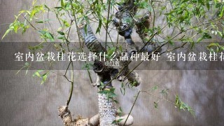 室内盆栽桂花选择什么品种最好 室内盆栽桂花选择什么的品种最好