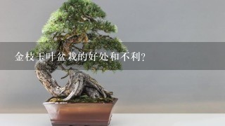 金枝玉叶盆栽的好处和不利？