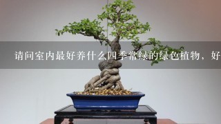 请问室内最好养什么4季常绿的绿色植物，好养活，并且能长得高大，上档次，价格不贵的有哪些？