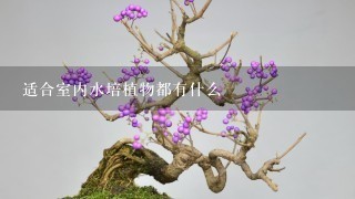 适合室内水培植物都有什么