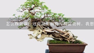 怎么移盆栽？这花盆里面有3棵富贵树，我想把大的那个单独移出来，怎么把它从花盆完好无损的移出来？