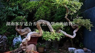 湖南客厅适合养什么大型点的植物？