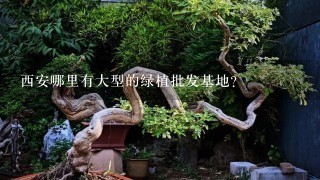 西安哪里有大型的绿植批发基地？