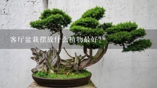 客厅盆栽摆放什么植物最好？