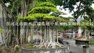 在河北的苗木苗圃基地中那家的栾树树苗比较好，价格便宜?